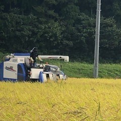 完売いたしました！一等米岩船産コシヒカリ３０キロの画像