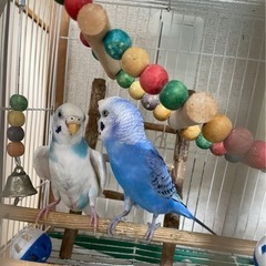 セキセイインコ雄雌(兄弟)里親募集