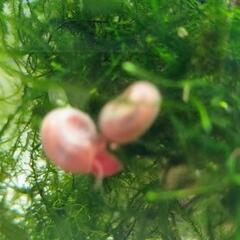 ①ピンクが可愛いお掃除貝、ピンクラズホーン櫻華(ouka)🌸純血統 無選別20尾の画像