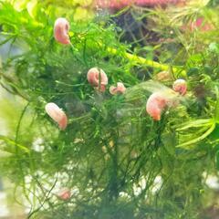 ①ピンクが可愛いお掃除貝、ピンクラズホーン櫻華(ouka)🌸純血統 無選別20尾の画像