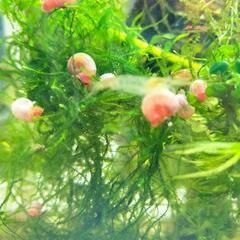 ①ピンクが可愛いお掃除貝、ピンクラズホーン櫻華(ouka)🌸純血統 無選別20尾の画像