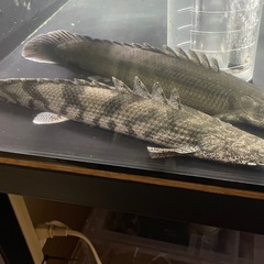 【お取引先が決まりました】ポリプテルス・エンドリケリー⑧
