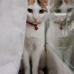 成猫ちゃんの里親募集　美形な猫ちゃんです。ハート型の模様でとても...