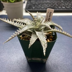 多肉植物　ディッキア　クアンタム①