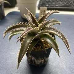 多肉植物　ディッキア　ターザン×カルフォルニア①