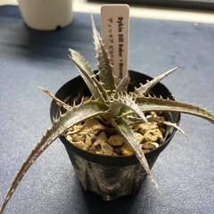 多肉植物　ディッキア　ビル・ベイカー×マーキュリー①