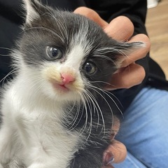 猫ちゃんたちに新しい家族を見つけています