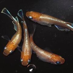 完売🙇🐟️初出品🐟️アマテラス✨️　２ペアセット🉐 №4の画像