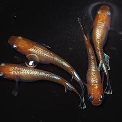 完売🙇🐟️初出品🐟️アマテラス✨️　２ペアセット🉐 №4