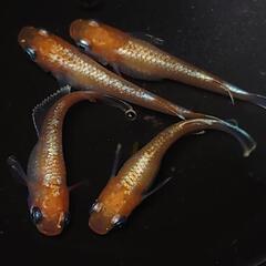 完売🙇🐟️初出品🐟️アマテラス✨️　２ペアセット🉐 №4の画像