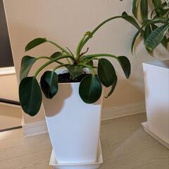 観葉植物　鉢付き