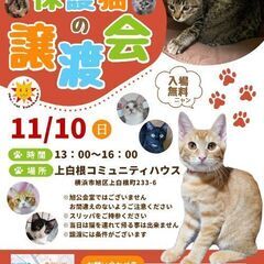 保護猫の譲渡会 11/10(日) @ sun＊cat Yokohamaの画像