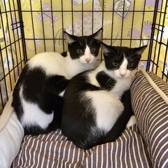 保護猫の譲渡会 11/10(日) @ sun＊cat Yokohama - その他