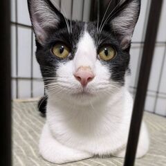 保護猫の譲渡会 11/10(日) @ sun＊cat Yokohama - イベント