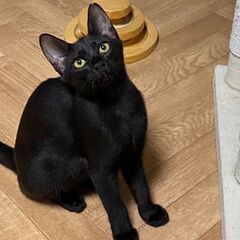 保護猫の譲渡会 11/10(日) @ sun＊cat Yokohama − 神奈川県