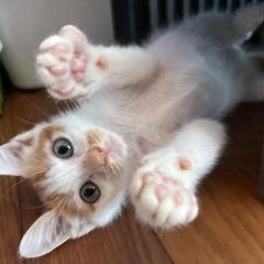 可愛い子猫❤️里親募集中です‼️