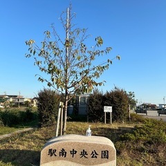 パークヨガのご案内の画像