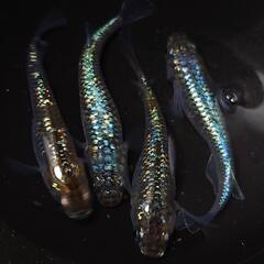 🐟️コバルトアンバー✨️ラメがキレイ✨️２ペア🉐 №27の画像