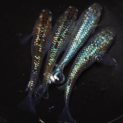 🐟️コバルトアンバー✨️ラメがキレイ✨️２ペア🉐 №27