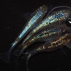 🐟️コバルトアンバー✨️ラメがキレイ✨️２ペア🉐 №27の画像