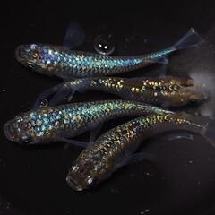 🐟️コバルトアンバー✨️ラメがキレイ✨️２ペア🉐 №27の画像