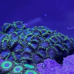 マメスナ　中サイズ　海水魚　サンゴ　魚