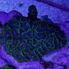 マメスナ　中サイズ　海水魚　サンゴ　魚の画像
