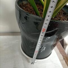 サンセベリア 黒 陶器鉢 便利な受け皿付きの画像