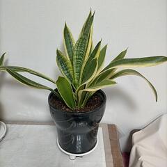 サンセベリア 黒 陶器鉢 便利な受け皿付き