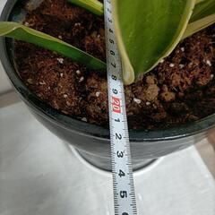 サンセベリア 黒 陶器鉢 便利な受け皿付きの画像