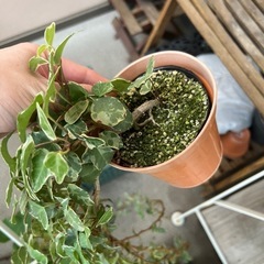 ヘデラ①の画像