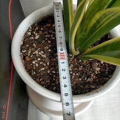 サンスベリア 白陶器鉢 の画像