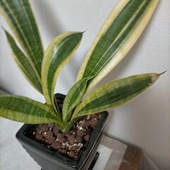 サンセベリア 黒スクエア 陶器鉢 受け皿の画像