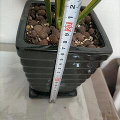 サンセベリア 黒スクエア 陶器鉢 受け皿の画像