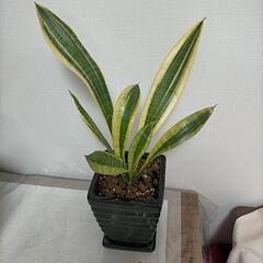 サンセベリア 黒スクエア 陶器鉢 受け皿