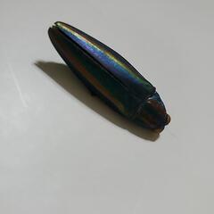 タマムシ