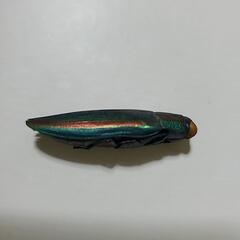 タマムシの画像