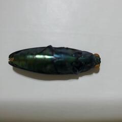 タマムシの画像
