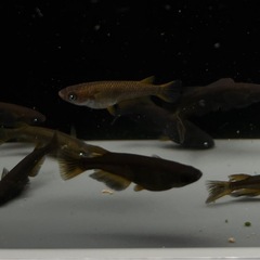 メダカ　めだか　五式タイプRアースアイ　20匹の画像