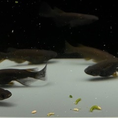 メダカ　めだか　五式タイプRアースアイ　20匹の画像