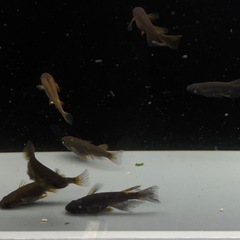 メダカ　めだか　五式タイプRアースアイ　20匹の画像