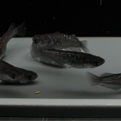 メダカ　めだか　ブラックマンバ　20匹の画像