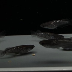 メダカ　めだか　ブラックマンバ　20匹の画像