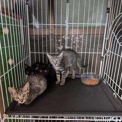 生後2か月くらいです