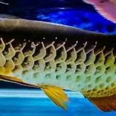 アロワナ　熱帯魚