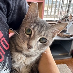 【10/19追記⭕️】◆その他必読❣️風邪治療中の子猫たち🐱完治後のずっとのお家を探しています🏠 - 大阪市