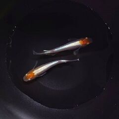 めだか　紅白体外光　1ペア　1300円