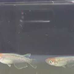 めだか　紅白体外光　1ペア　1300円の画像