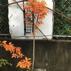 ヤマコウバシ１６０センチ