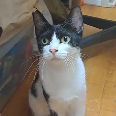 チョー甘えっ子のハチワレ女子です♪